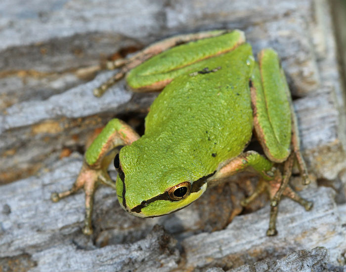 Sierran Treefrog